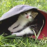 Kitten found at river