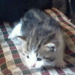 Hi, my name is "River"