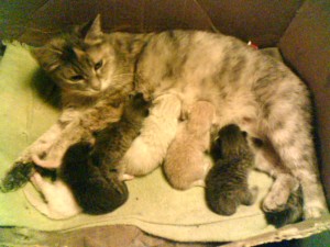 Photo_070811_004
